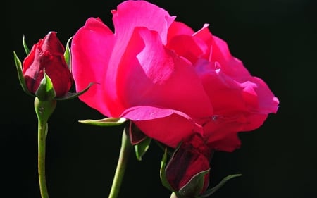 Roses - nature, flowers, roses, pink