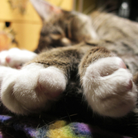 sweet dreams cat