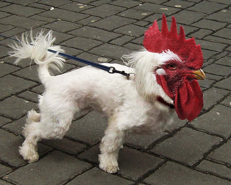 Cock-a-do-dog - chicken, rooster, red, wierd, dog, sexy