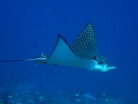 Eagle Ray - ray, ocean, fish, sting