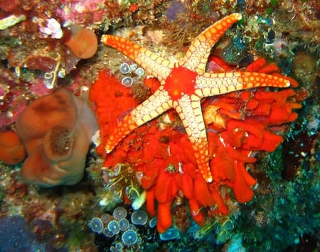 Starfish - starfish, life, orange, ocean