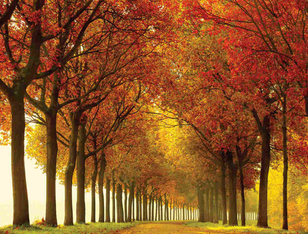 Autumn - nature, autumn, other, beautiful