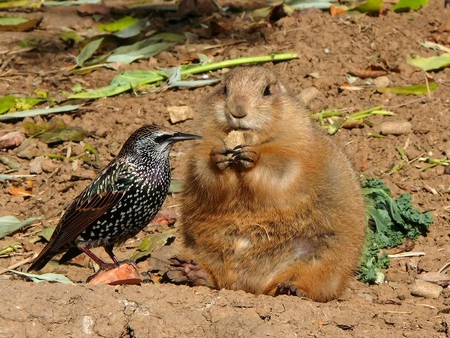 Begging Starling in Prairie's Home - food, bird, dirt, dog