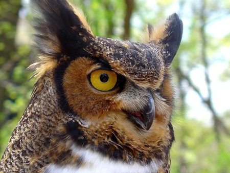 I Have My Eye On You - hoot, owl, bird, night