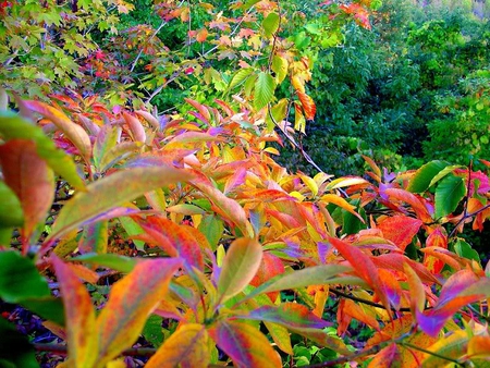 Warren Dunes - bushes, trees, colors, green