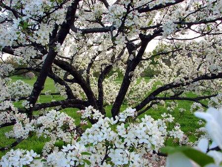 Blossoming - white, blossoms, tree, cherry