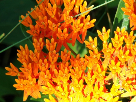 Orange Flowers - orange, flowers, shaped, cup