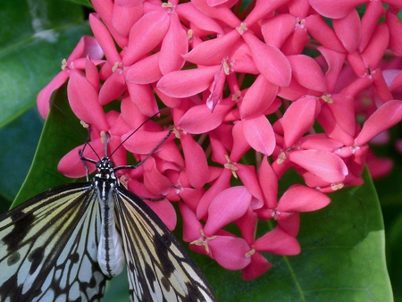 Getting Necture - leaves, flower, butterfly, pink