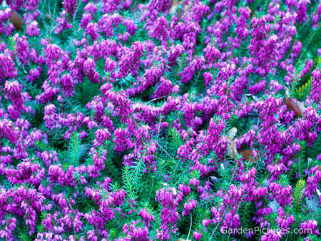 Color Purple - flowers, wildflowers, fields, color purple, plants, country