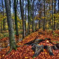 Autumn-HDR