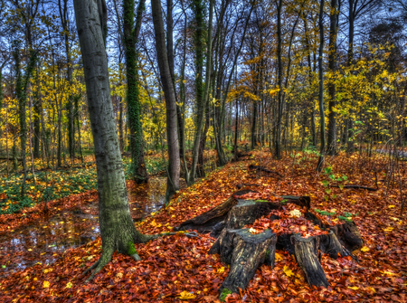 Autumn-HDR - season, beauty, nice, autumn, trees, photography, water, cool, pretty, log, hdr, grass, rill, lovely, nature, forest, beautiful, leaves, colors