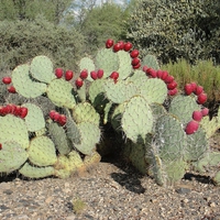 Cactus Prickly Pears