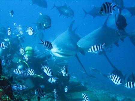 Scubba Men and Shark - shark, men, ocean, fish