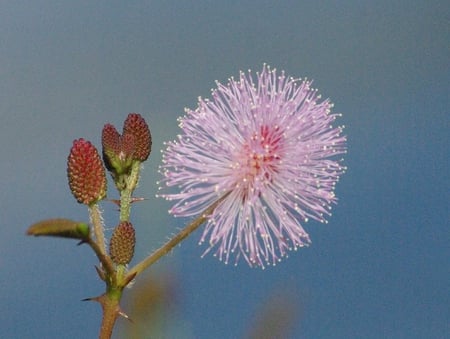 Fuzzy Flower - flower, purple, stem, fuzzy