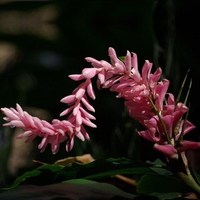 Fiji Flower