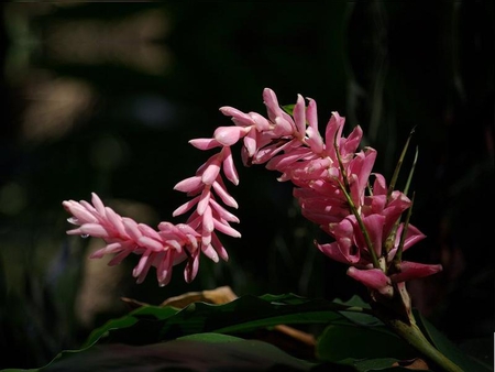 Fiji Flower - purple, fiji, shaped, flower