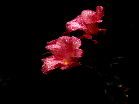 Tears.. - red, delicate, black, soft, beauty, flowers, drops, background, image, nature, tears