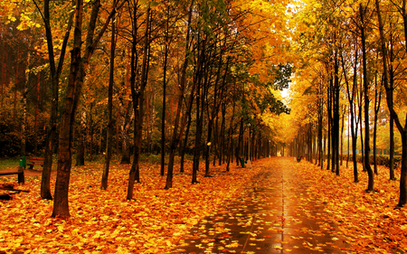 Autumn - carpet of leaves, rain, road, alley, foliage, magic, golden, autumn colors, landscape, peaceful, way, lovely, autumn leaves, woods, romantic, colors, carpet, forest, walk, beautiful, leaves, view, tree, nature, park, autumn, fall, path, pretty, beauty, romance, bench, rainy, splendor, trees