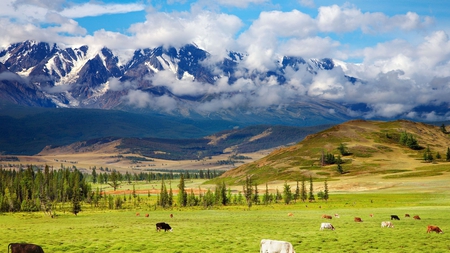 Just an Epic ! - clouds, trees, blue, beautiful, green, pastures, mountains, cows