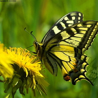 Black and yellow beauty