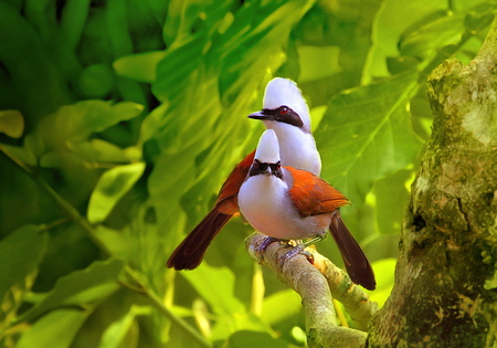 Laughing thrush - white, india, brown, laughing thrush, orange, black, birds