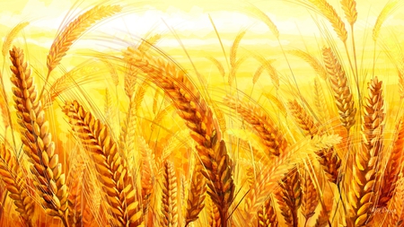 Amber Waves of Grain - summer, crop, harvest, gold, firefox persona, fall, wheat, oats, autumn, grain, field, farm