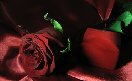 Velvet rose (for Saeed) - beautiful rose, gift, rose, thank you, box, beautiful, velvet, flower, red rose