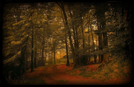 Autumn symphony - trees, image, landscape, beauty, colors, photo, leaves, path, symphony, forests, nature, view