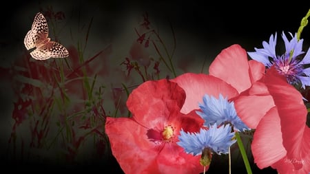 Poppies and Bachelor Buttons - butterfly, summer, flowers, firefox persona, poppies, bachelor buttons, poppy