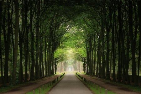 green tunnel - nature, serene, trees, green, tunnel