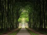 green tunnel