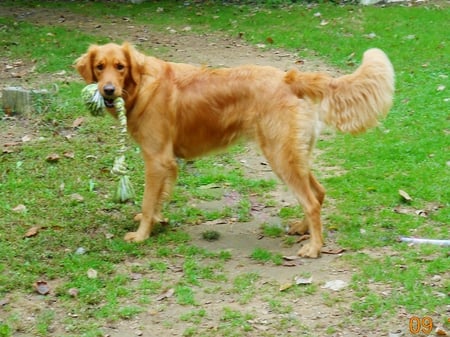 Dare You To Try And Get It - retriever, rope, jazz, dog