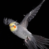 COCKATEIL IN FLIGHT