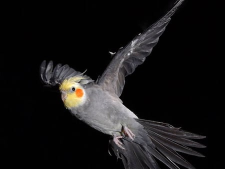 COCKATEIL IN FLIGHT - cockateil, bird, grey, flight