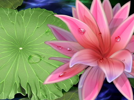 OKUH - lotus, lily, pad, wallpaper