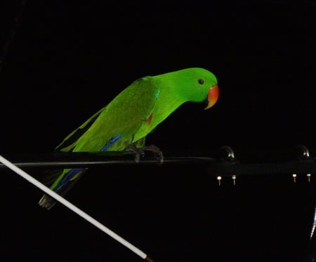 POLLY - black, polly, gree, parrotlete