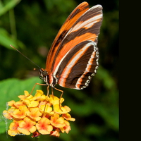 Banded orange