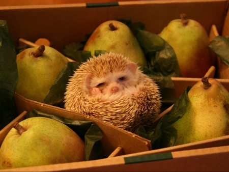 They won't find me here - cute, hedgehog, animals, pears