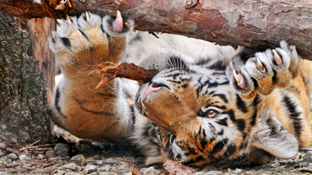 Tiger having fun ! - funny, playing, tiger, bark, claws