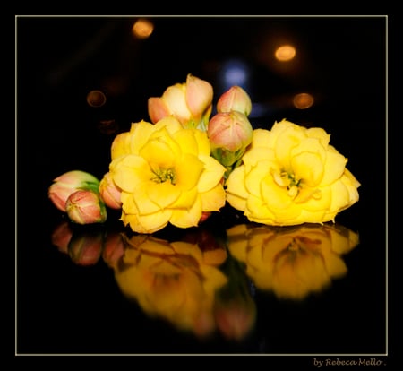 yellow on dark - dark background, reflection, yellow flowers, still life