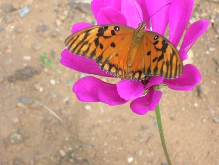 Simply wonderful - flower, pink, black, animals, beautiful, combination, garden, wings, insects, butterfly, deep, gorgeous, orange, wild, colors