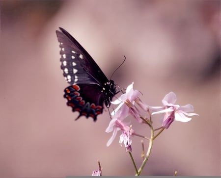 Fragile touch - fragile, delicate, small, pink, tiny, flowers, purple, soft, wings, butterfly, insect, violet, animals, wild