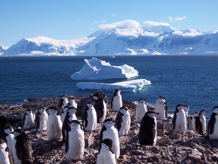 Orne Island Antartica - snow, island, ice, penguins