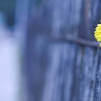 A Simple Yellow Flower