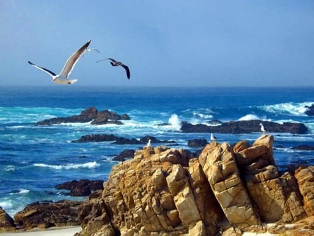 Pebble Beach California - ocean, seagulls, beach, sky