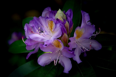 Floral Bouquet - nature, purple, summer, bouquet, flowers