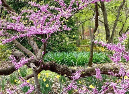 Looks like a beautiful forest-garden! - pic, forest, pink, photo, flowers, garden, bench, branch, trees, image, beautiful, colors, photograph, colours, nature, picture, green, wall, wallpaper