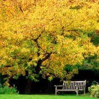 Rest by an autumn tree