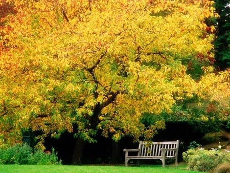 Rest by an autumn tree - season, autumn, pic, image, bench, wood, fall, brown, yellow, green, tree, grass, wallpaper, nature, picture, colours, wall, leaves, rest, colors