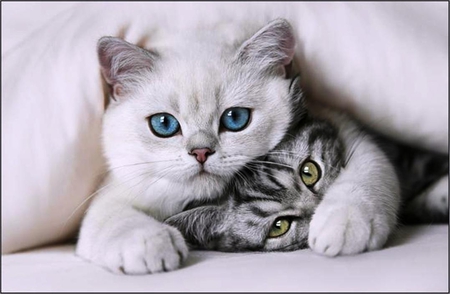 Shhhhh ..... don't say a word - white, cats, kittens, blue, eyes, funny, pets